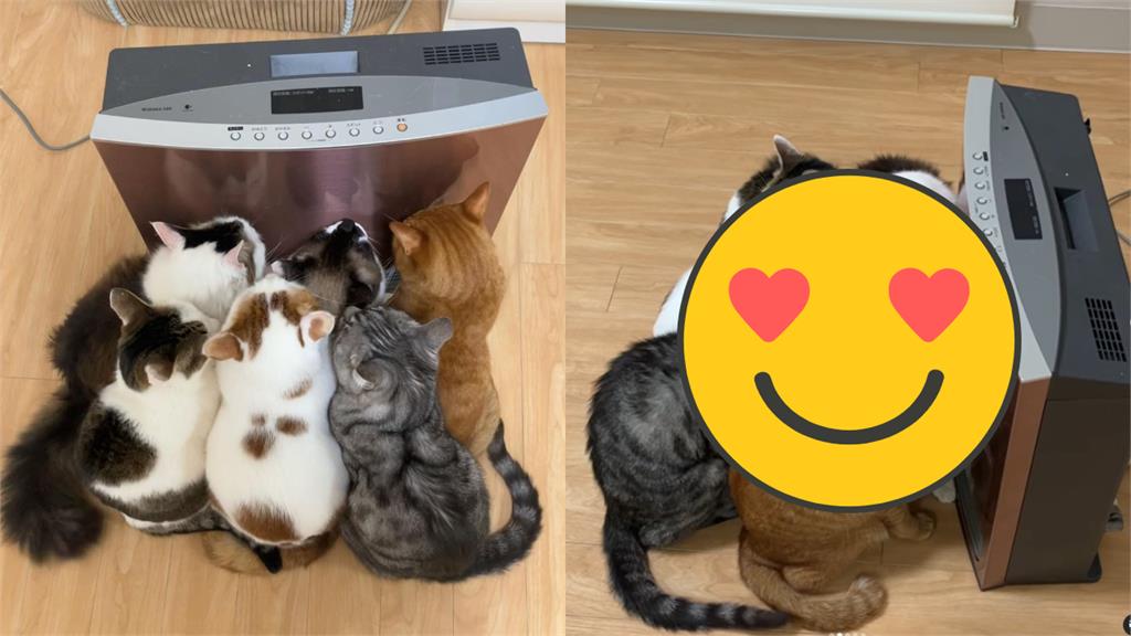 電暖器長貓了!6喵擠一團取暖「爽到瞇眼」 主人傻眼:我沒開電誒…