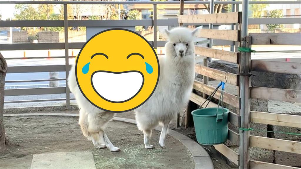 羊駝被包成「玉子燒壽司」悠哉走台步!2百萬網笑翻:有炙燒口味嗎?