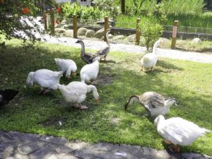 全球禽流感疫情升溫 木柵動物園紅鶴暫停迎賓