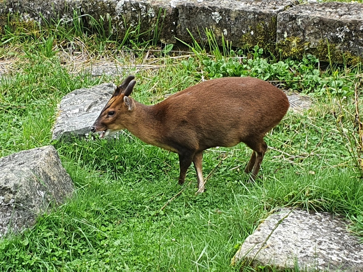一睹珍稀標本!玉山哺乳類動物特展明起塔塔加遊客中心登場 圖說1在塔塔加地區步道旁很頻繁可巧遇臺灣山羌 玉管處提供 吳萬昌攝