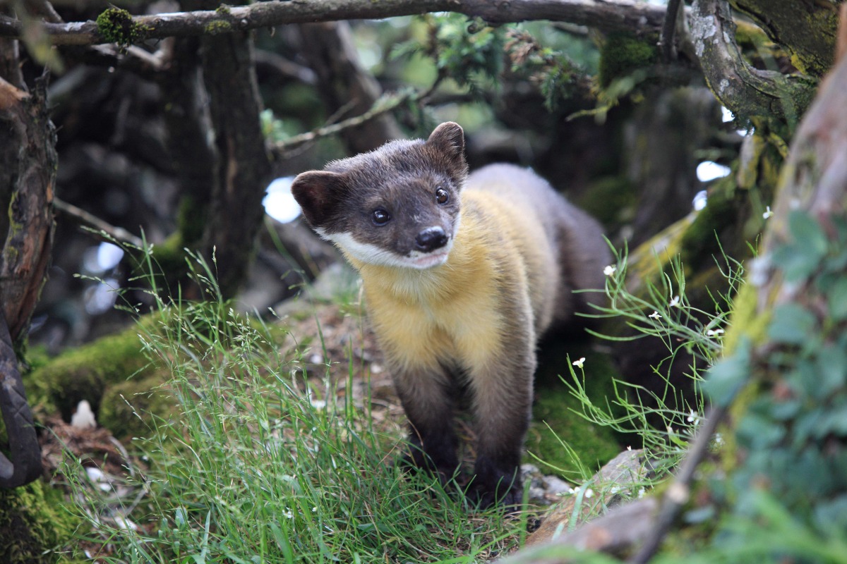 一睹珍稀標本!玉山哺乳類動物特展明起塔塔加遊客中心登場 圖說2黃喉貂 玉管處提供 陳芳宜攝