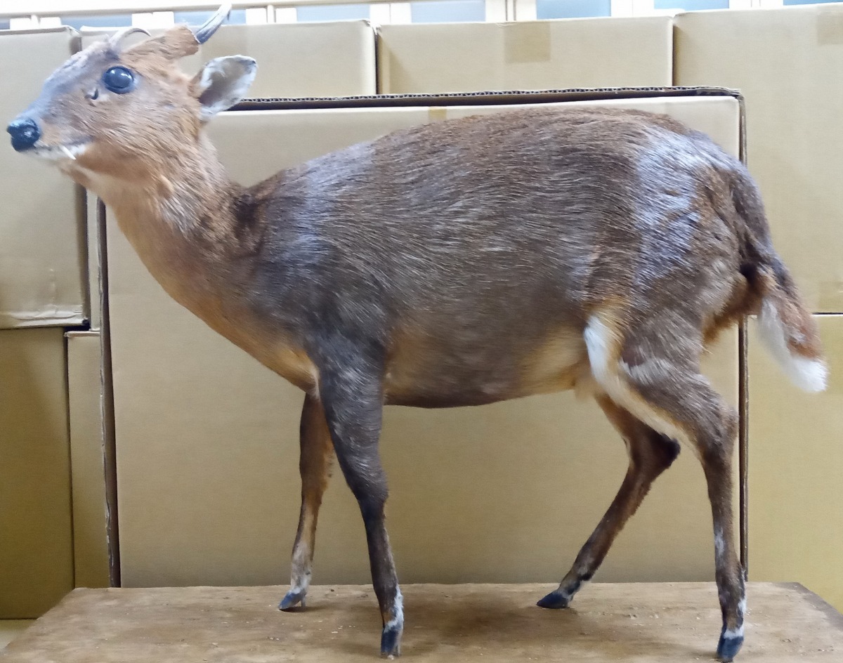 圖說3縱橫山林的忍者 玉山哺乳類動物特展，展出臺灣山羌標本玉管處提供