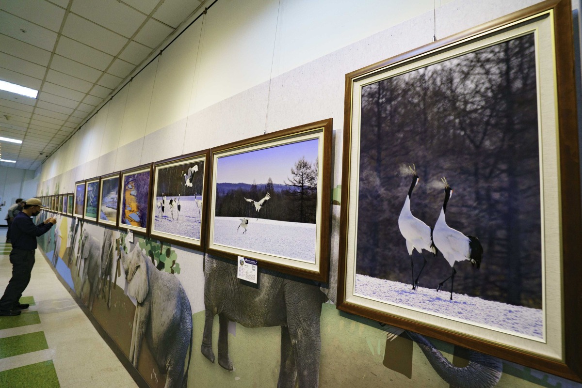 搭配動物園丹頂鶴寶寶的出生，本次「群英飛羽世界野鳥攝影聯展」特別規劃了一區為「