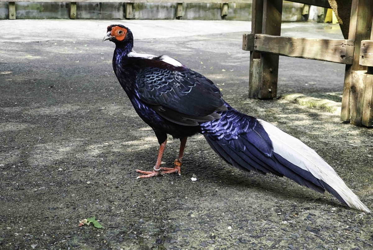 近日全球禽流感疫情持續升溫，臺北市立動物園也做好防疫準備