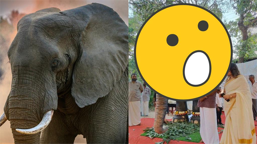 印度寺廟引入超逼真機器大象!背後原因讓人心疼