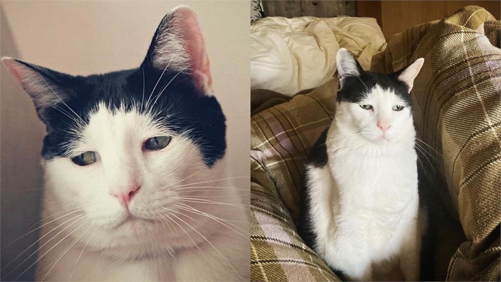 陰鬱臉如社畜補班!「厭世貓」飼主笑:別被牠騙了