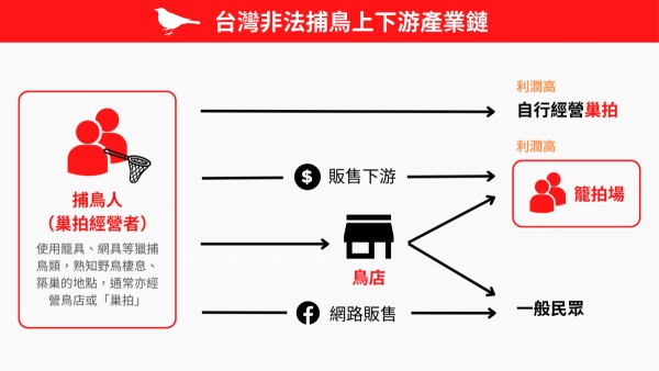 快門殺鳥!強拉翅膀「擺姿勢」 龍潭爆業者非法經營籠拍場所 20230208 7 600x338 1