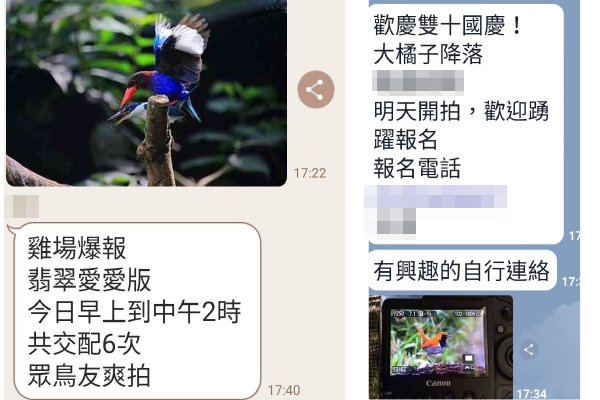 快門殺鳥!強拉翅膀「擺姿勢」 龍潭爆業者非法經營籠拍場所 202302081 600x400 1