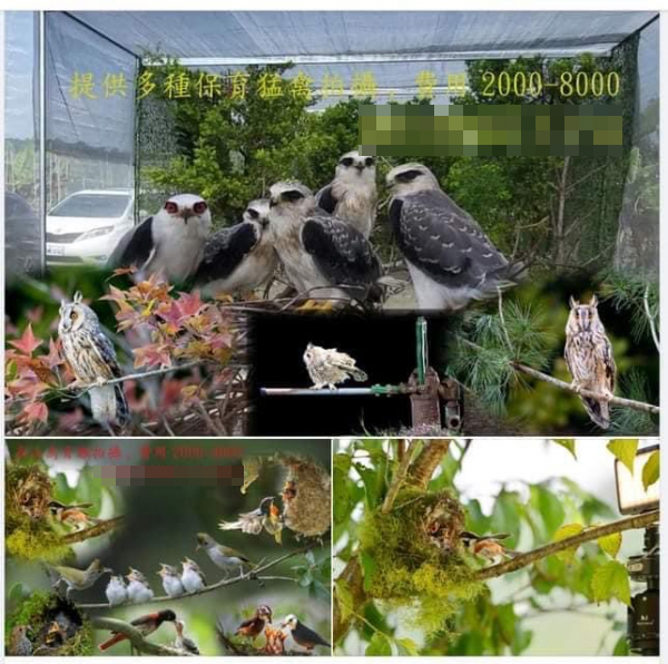 快門殺鳥!強拉翅膀「擺姿勢」 龍潭爆業者非法經營籠拍場所 20230208 3 600x596 1