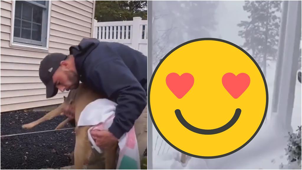 暖男救援中箭小鹿!野放後牠竟在冬天「帶全家來報恩」…溫馨畫面曝