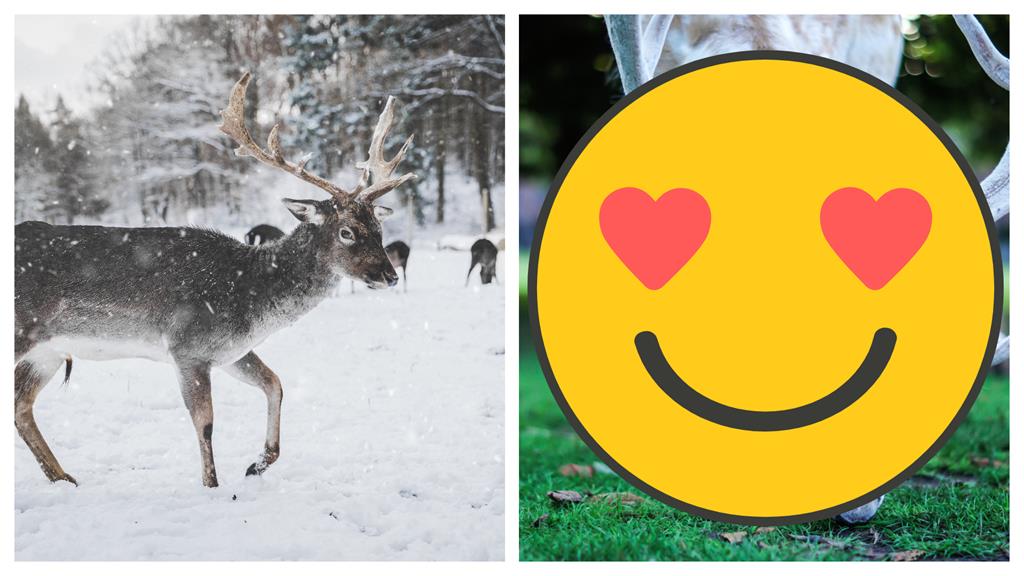 雪鹿自帶「幽靈殘影」!萬分之一稀有照網看呆