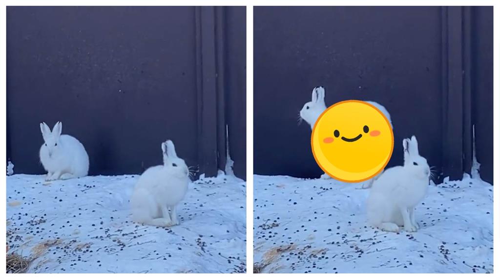 兔界名模?小白兔伸懶腰洩「逆天大長腿」專家曝:最高時速80