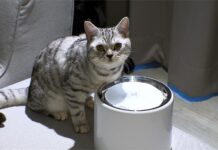 貓派當道!家貓近10年成長50% 各式周邊、智能家電買氣逐年攀升