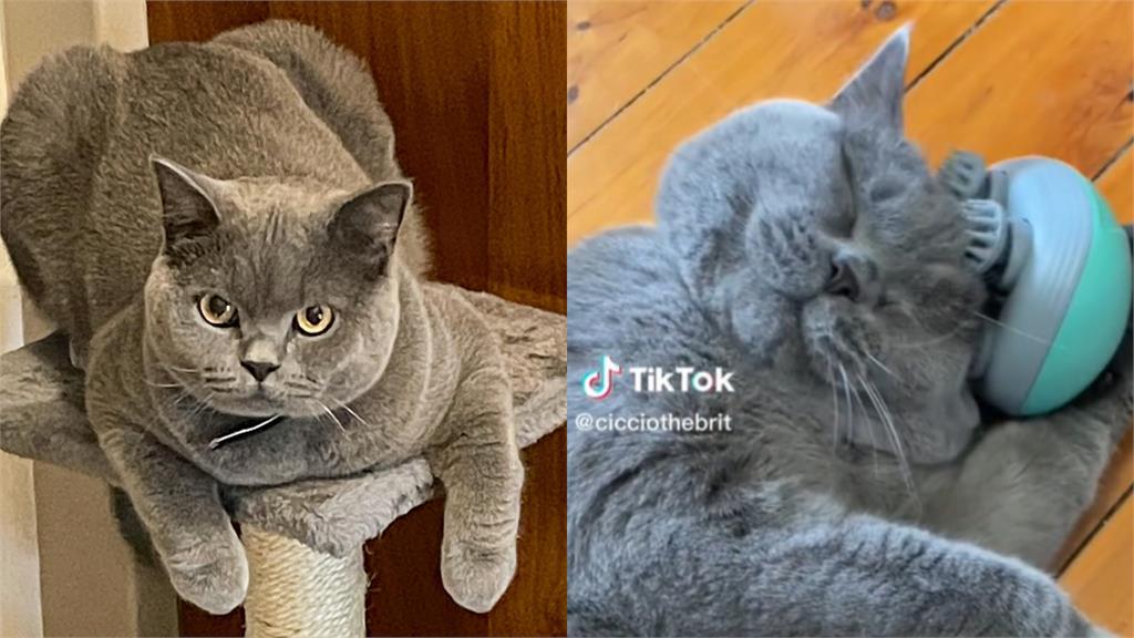 英短化身人類「手持按摩器」馬殺雞 模樣超陶醉