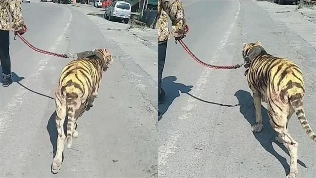 大街上遛老虎?路人嚇壞差點報警 牠一轉頭真相曝光