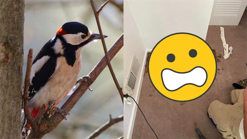鳥界的財富自由!啄木鳥存了317公斤的橡實 勵志經歷網友自嘆不如