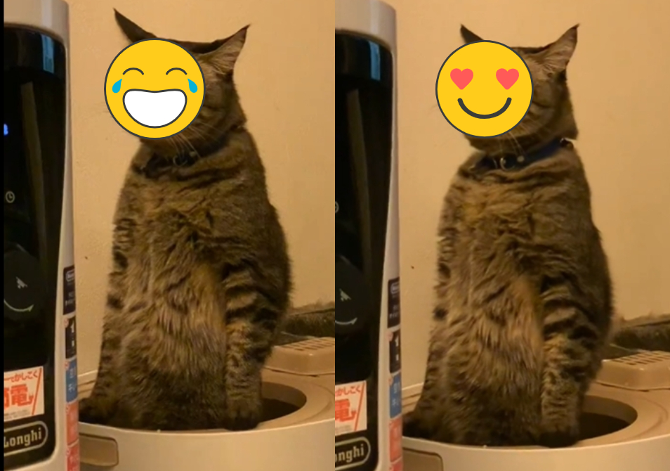 阿兵哥站哨?虎斑貓上廁所「立正站好」表情超嚴肅 網笑:好想敬禮