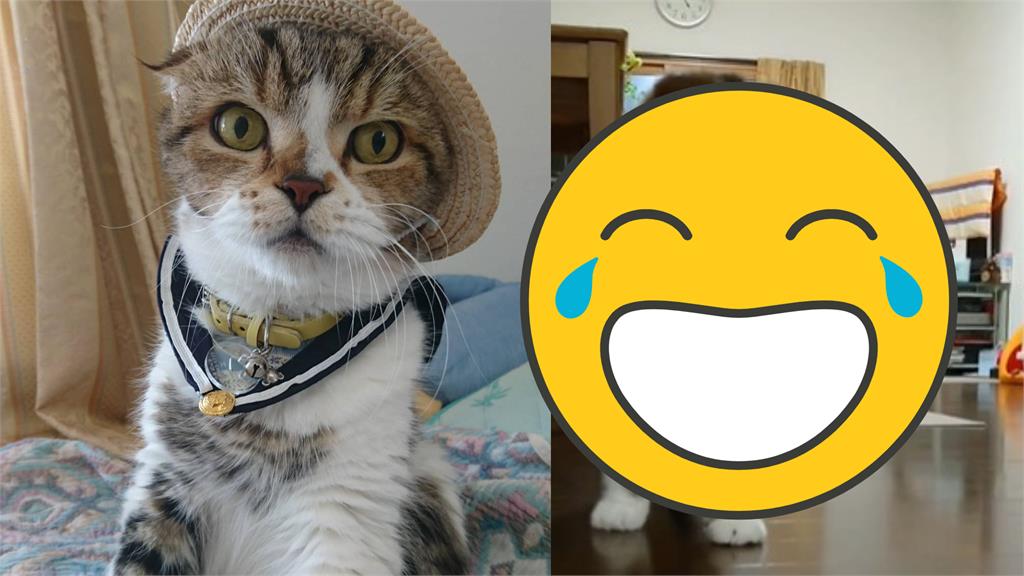 17歲貓爺爺「最高速度」奔家門迎接主人!網直呼太可愛