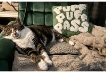 喵星人也懂電熱毯的好?牠「睡到翻肚」融化奴才