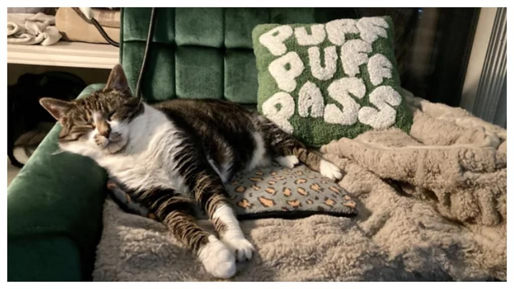 喵星人也懂電熱毯的好?牠「睡到翻肚」融化奴才