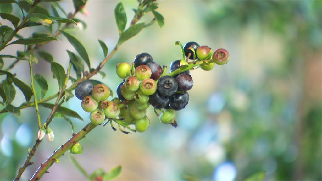 耗時六年!台灣自己種出藍莓了 未來超商買得到
