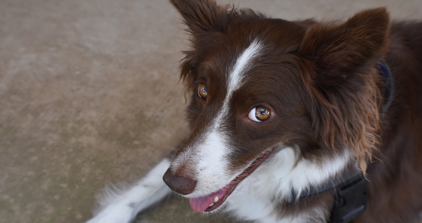 邊境牧羊犬被結紮 成天跑診所叫囂尿尿報復