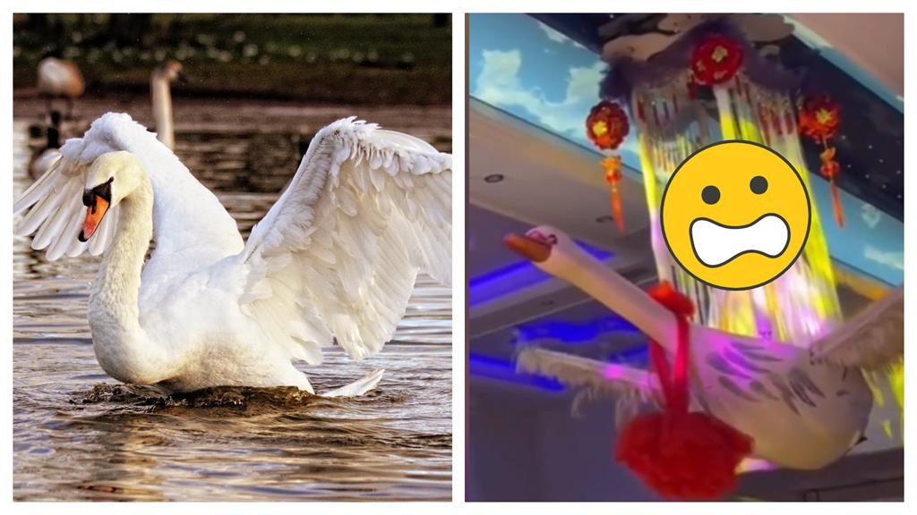 新娘進場「從天鵝降」網傻:駕鶴西歸