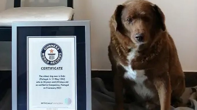 相當人類200歲!全球最長壽狗狗換狗當 30歲獒犬「波比」奪紀錄