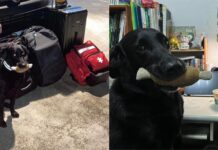 桃園搜救犬隊抵達土耳其!狗狗自己帶行李「雞腿娃娃」萌翻全場