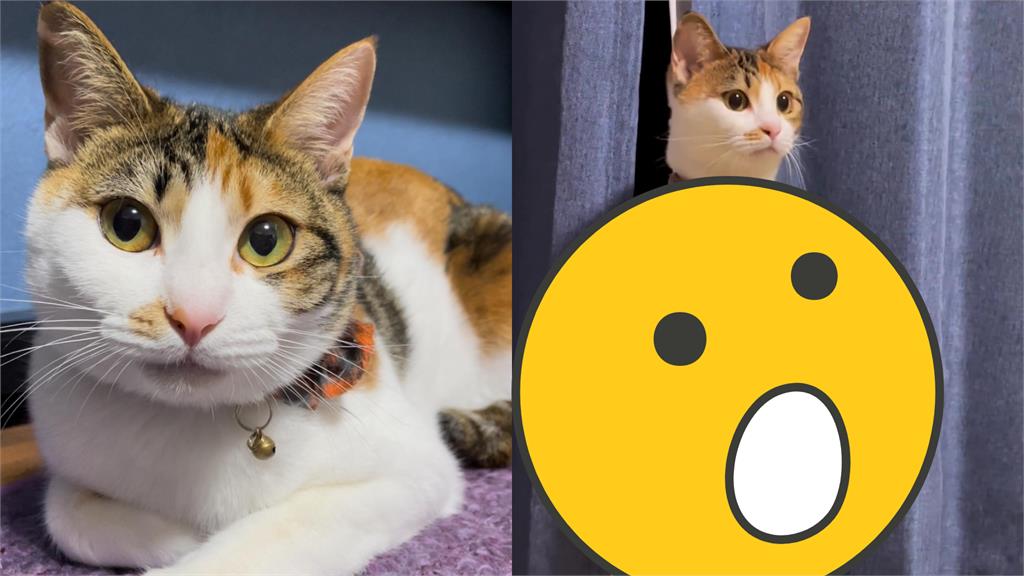 在看什麼?半夜2點「奇行貓柱」無情伸縮 詭異姿勢嚇壞飼主:沒東西啊