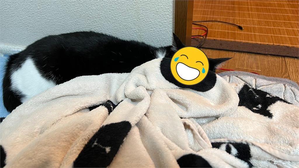 無違和!黑白貓咪蓋毛毯「巧妙換臉」網笑翻:可以上課偷睡覺 無違和!黑白貓咪蓋毛毯「巧妙換臉」網笑翻:可以上課偷睡覺