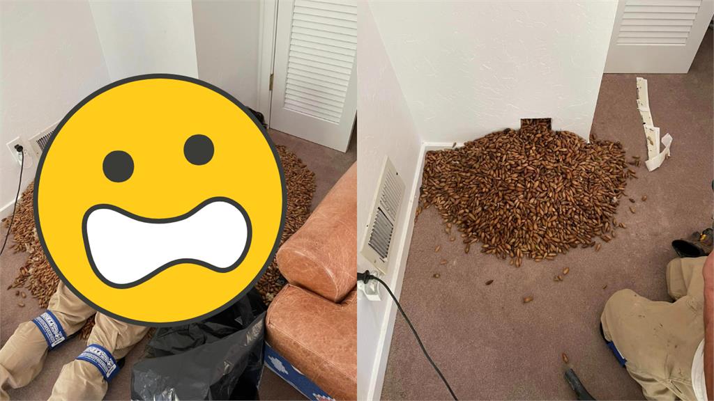 密集恐懼慎入!牆壁挖洞噴出「顆粒狀洪水」破300kg…老師傅也看傻