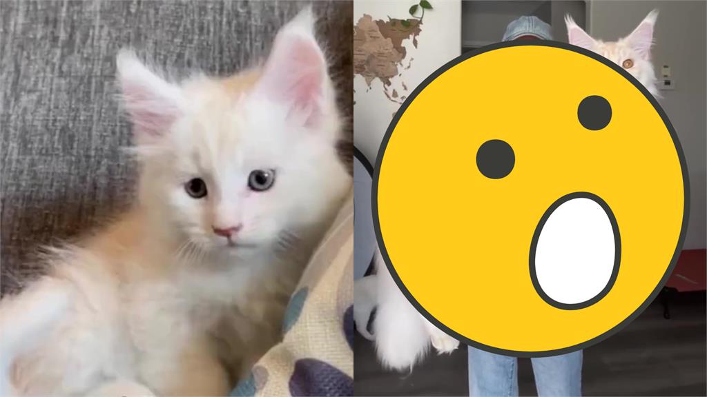 緬因貓「暴風式成長」嚇壞正妹!9個月超巨體型網驚喊:還以為是豹