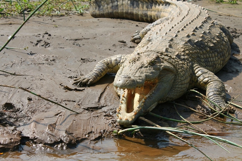 恐怖瞬間!毛孩沒牽繩「誤闖禁區」遭鱷魚拖下水