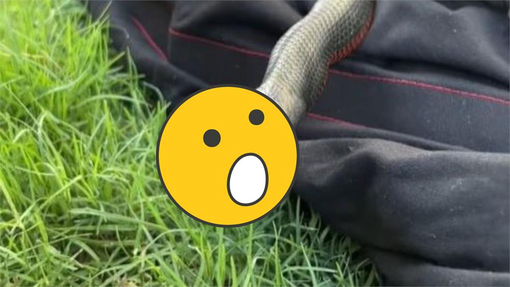 雙頭蛇?「世界第2毒」慘死牠口中 超罕見「蛇吞蛇」景象嚇壞專家