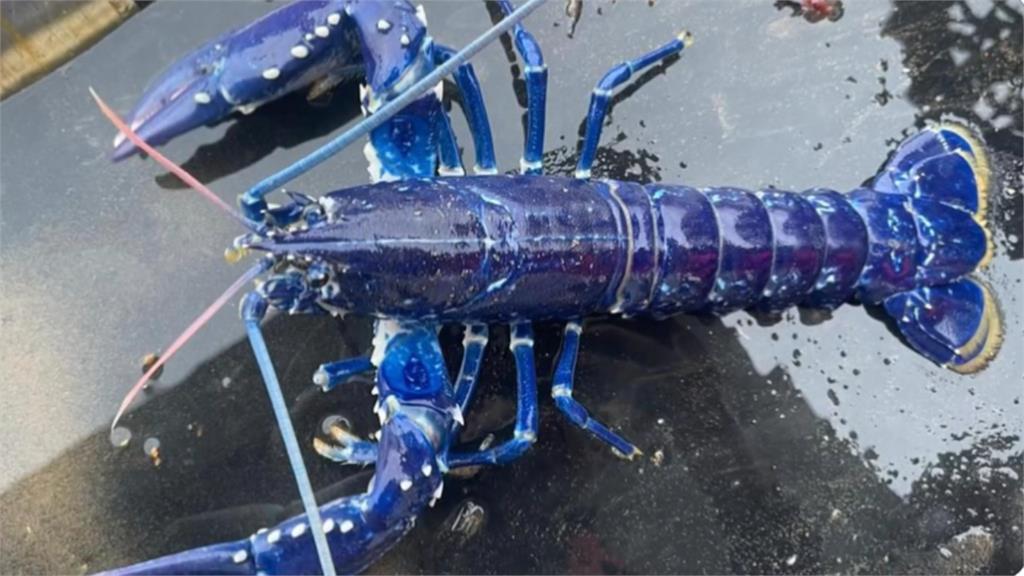 上鉤機率200萬分之1 他竟釣到「星空龍蝦」