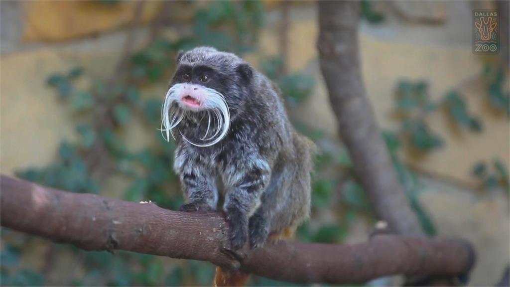 美國德州達拉斯動物園雲豹逃脫 禿鷹離奇死亡、猴子被偷!