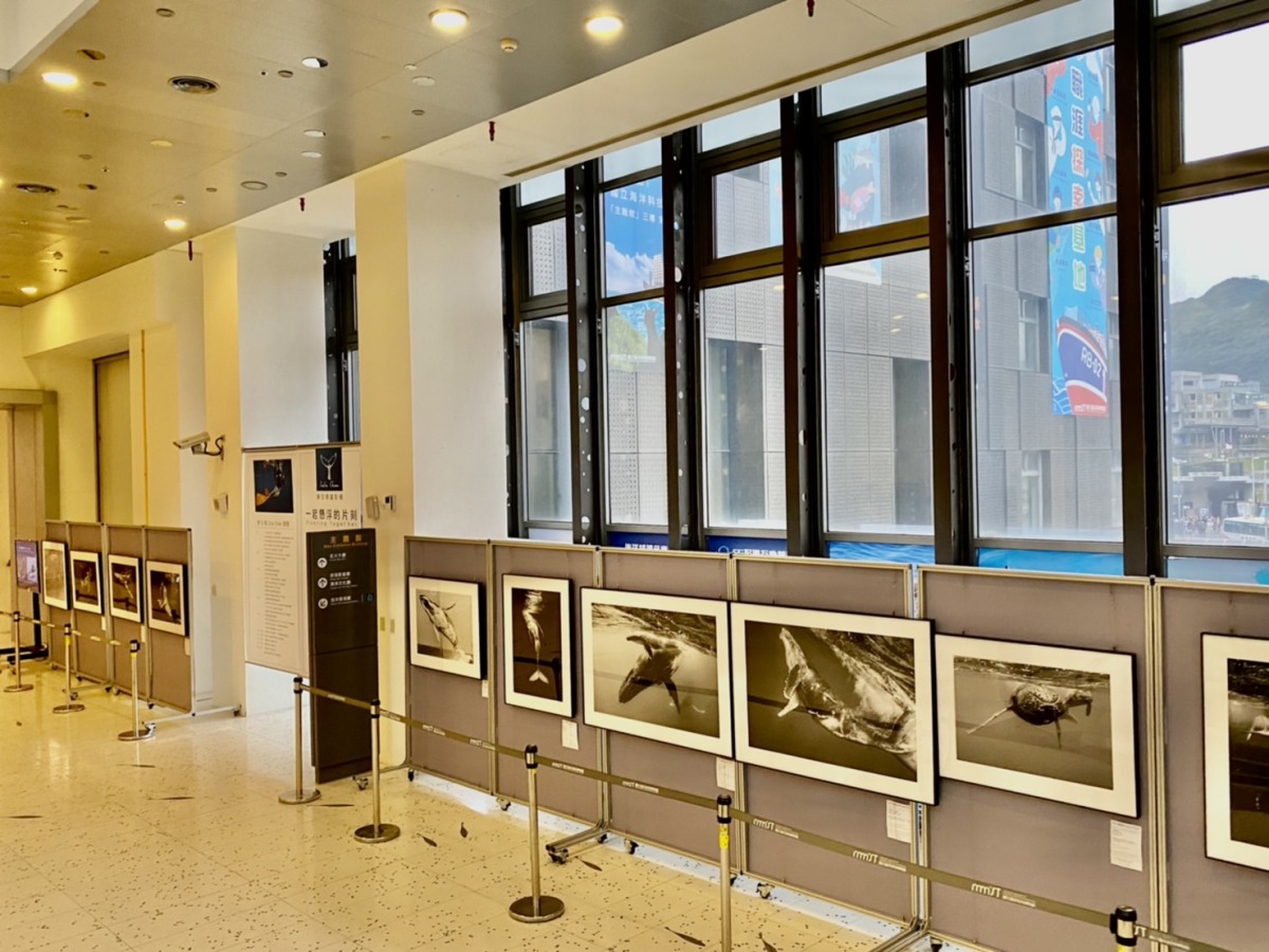 把握機會!海科館「一起懸浮的片刻」東加王國大翅鯨攝影展2/28落幕 S 31105031