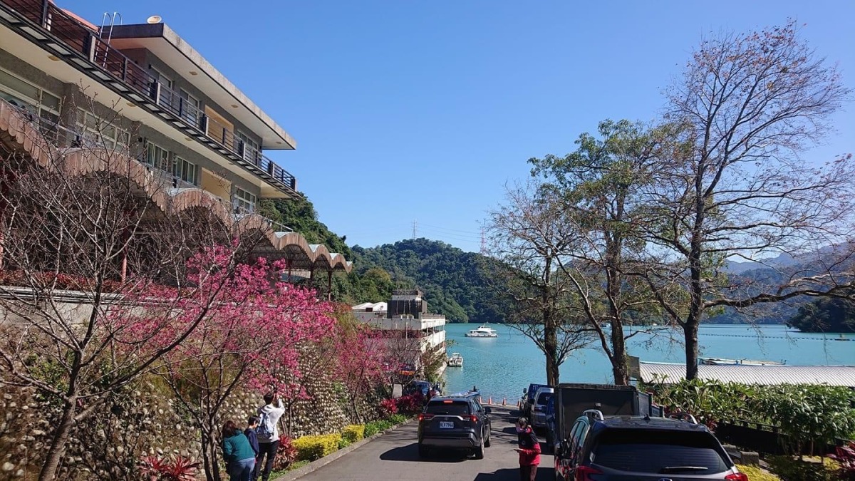 石門水庫賞櫻季10天後達高峰 3月起杜鵑花接力綻放 S 3997714