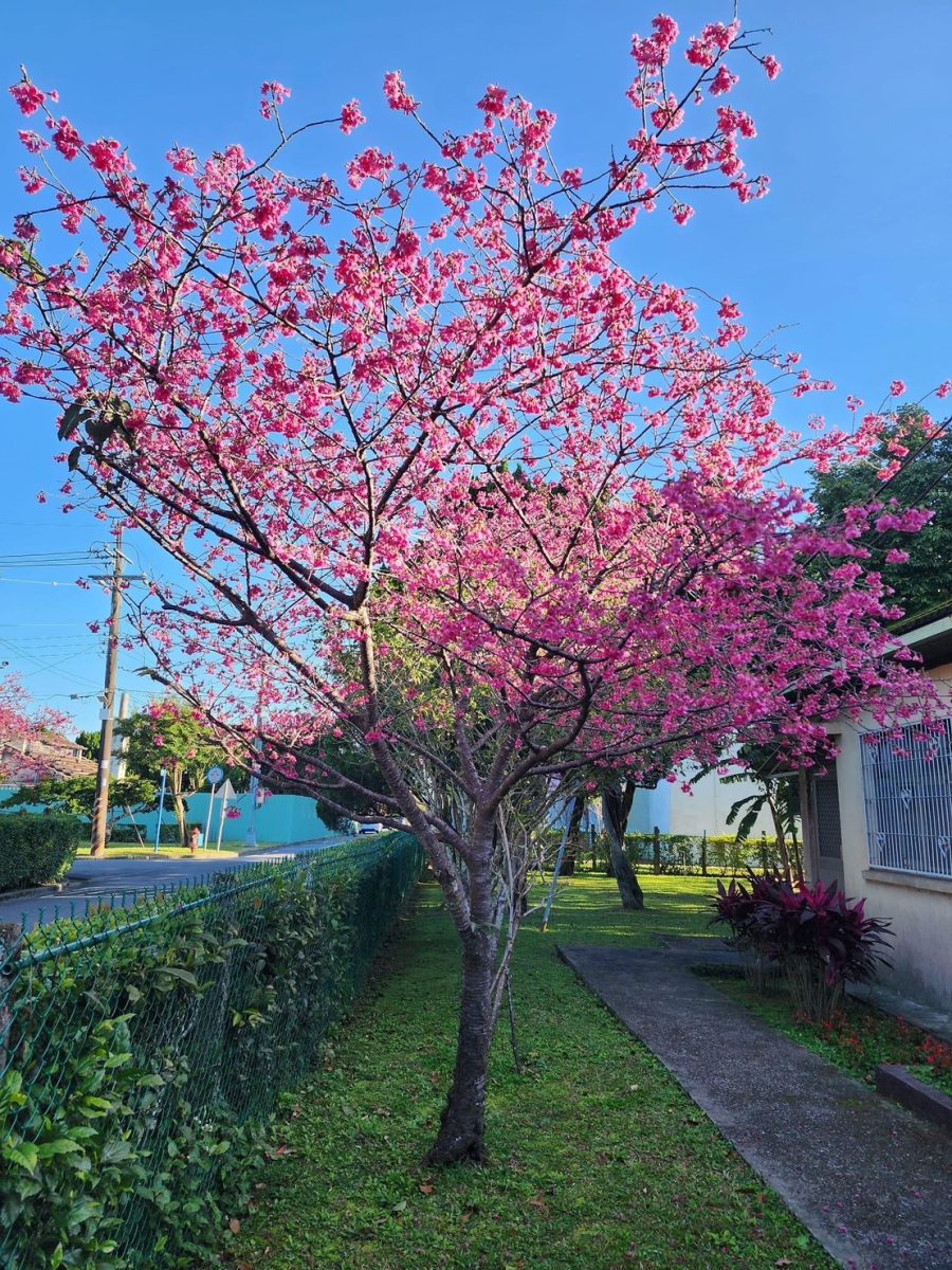 石門水庫賞櫻季10天後達高峰 3月起杜鵑花接力綻放 S 3997718 scaled