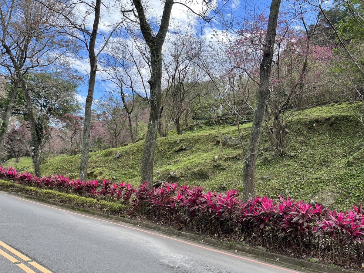 石門水庫賞櫻季10天後達高峰 3月起杜鵑花接力綻放 S 3997726