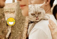 喵星人陪拍婚紗照 「浮誇表情」被拍:想做什麼!