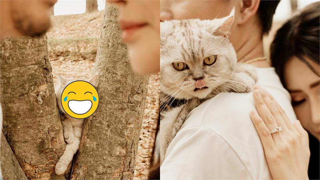 喵星人陪拍婚紗照 「浮誇表情」被拍:想做什麼!