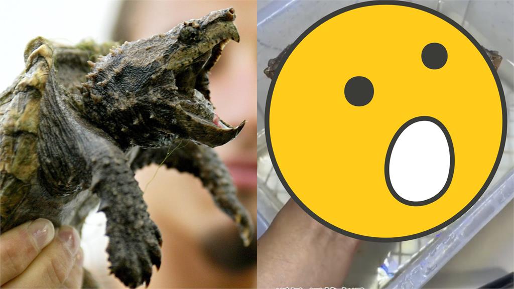 超罕見!雙黃蛋孵出雙頭珍獸「6腳2尾」連體鱷龜29秒「超派」吵架片曝!
