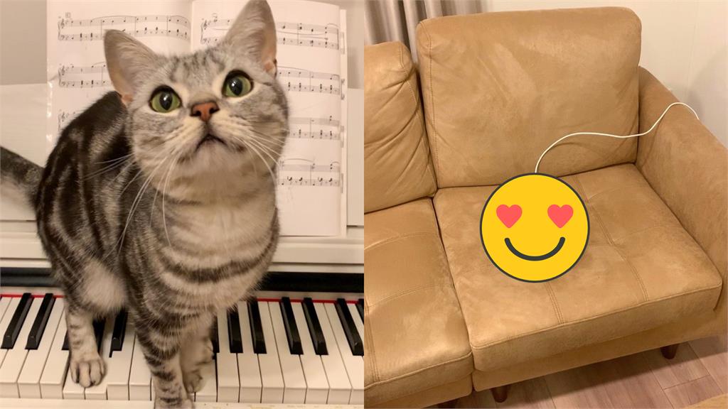 喵星人從屁屁充電!牠瞇眼爽趴沙發「休眠狀態」曝…百萬網被萌翻