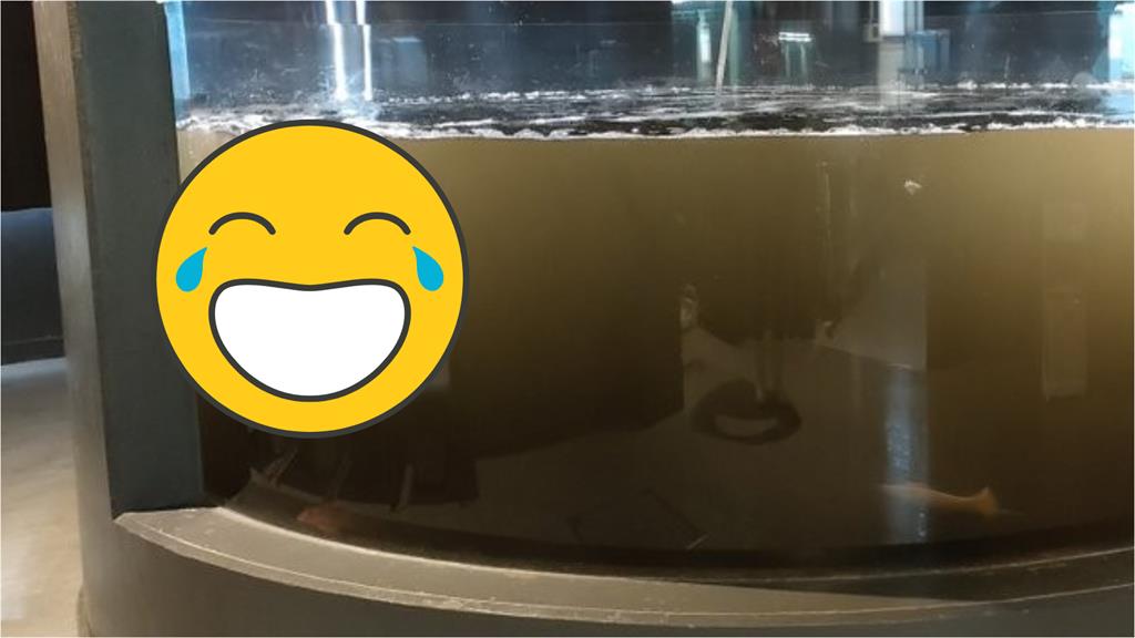 烏賊吐汁!日水族館魚缸全黑 網歪樓看這1隻狂笑