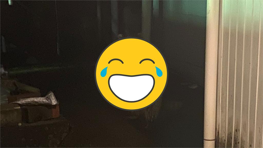 下班撞見浣熊經典還原「啪!沒了」尷尬互看最怕空氣凝結