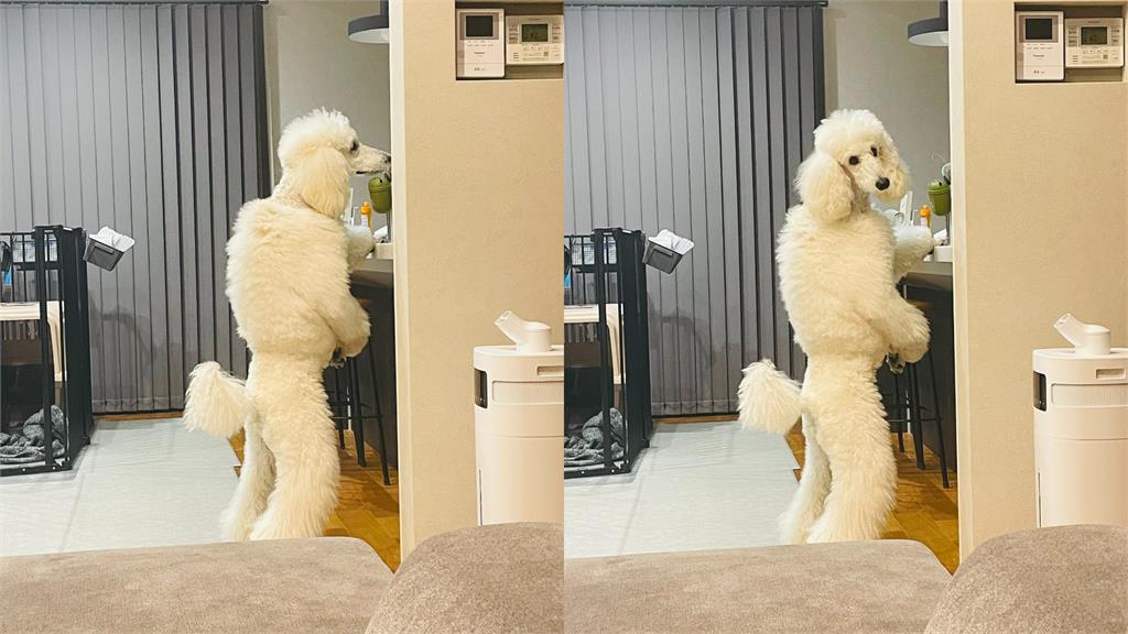 工讀生出來喔!大白貴賓犬「雙腳站立覓食」網笑歪:絕對是人類
