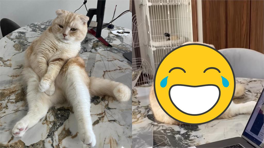 喵老闆闖入面試…癱坐露粉嫩肉球網笑：好難專心