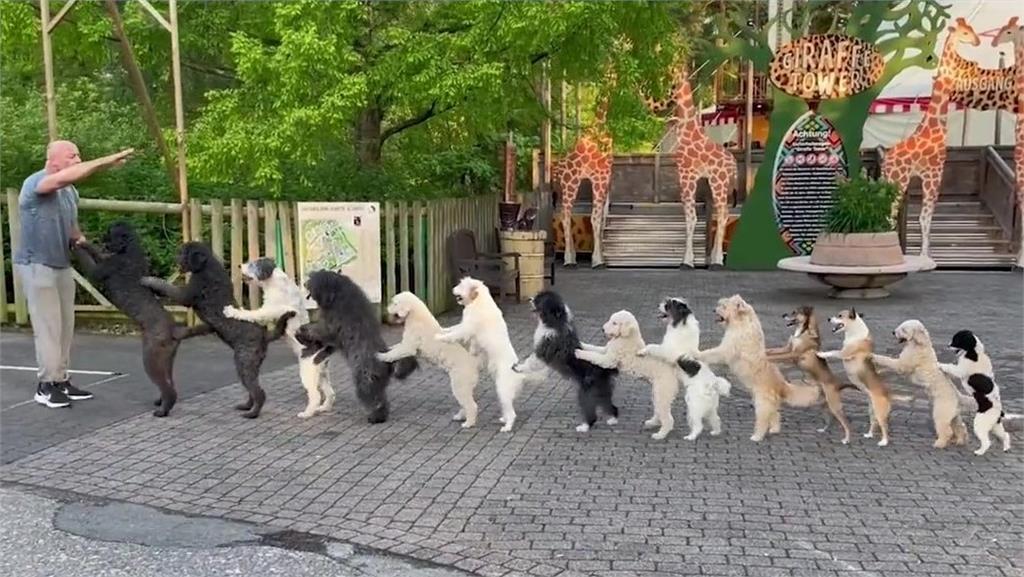 注意!一聲令下14狗排排站大跳「康加舞」 超強德國男破世界紀錄